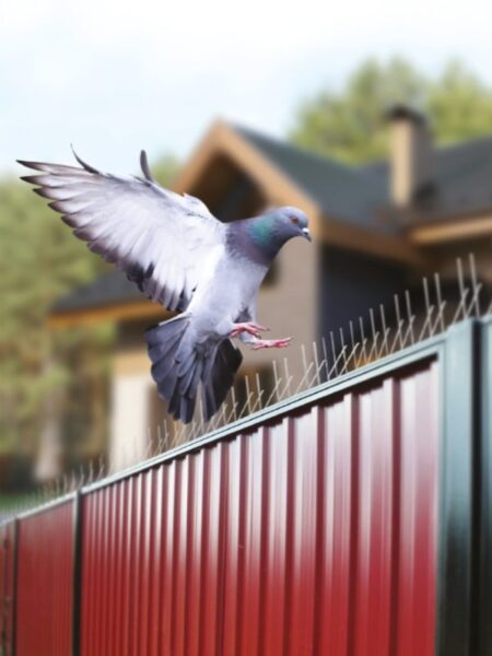 شركة طارد الحمام في العين | مكافحة الحمام و الغربان 0509699307