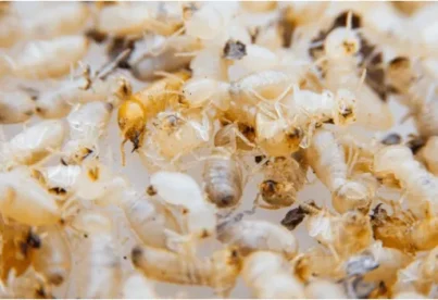 شركة مكافحة الرمة - الخليج لحلول الإبادة المتخصصة