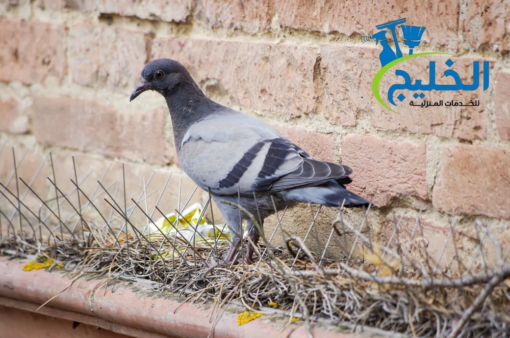 شركة مكافحة الحمام